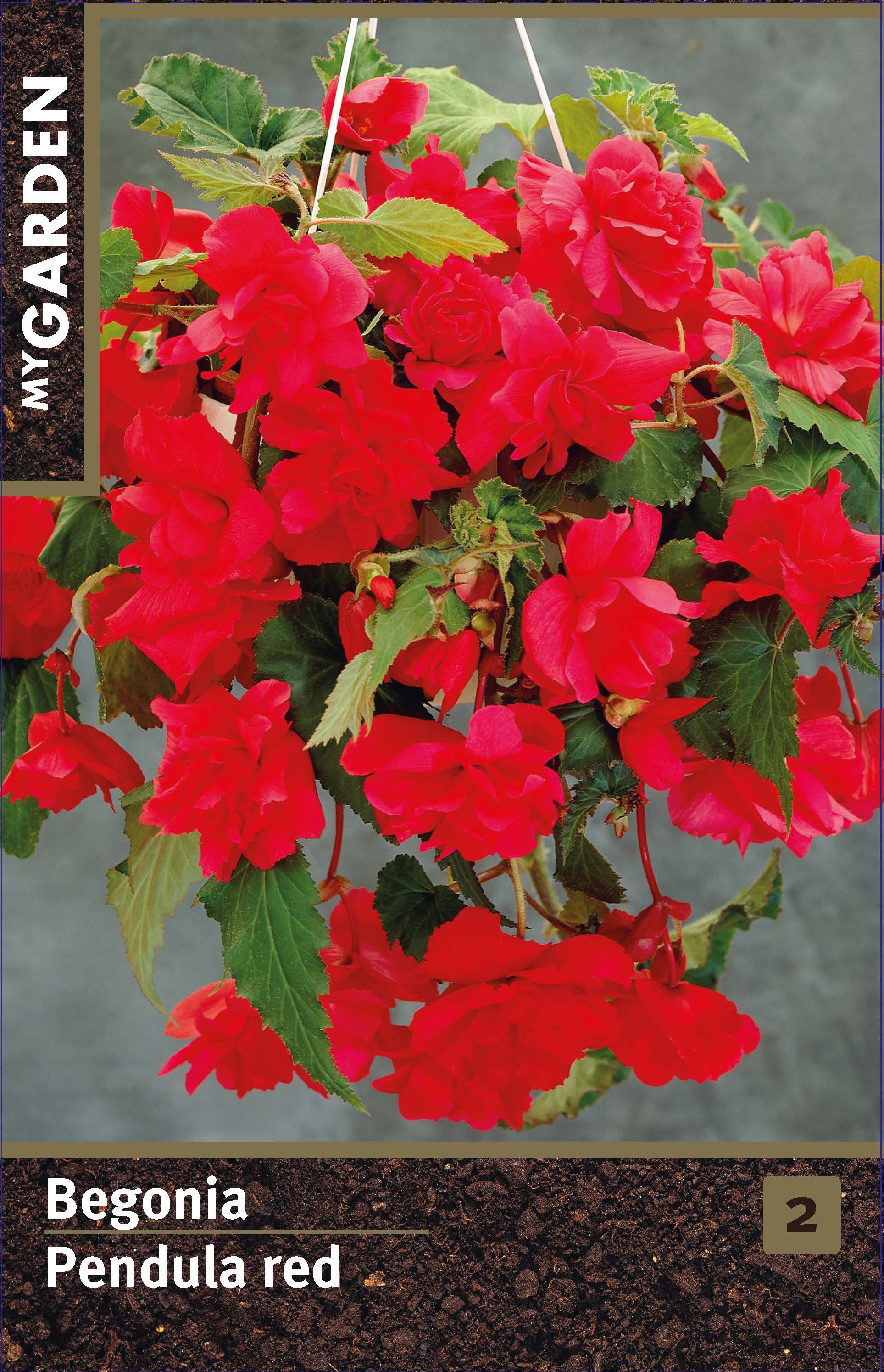 Бегония ампельная красная